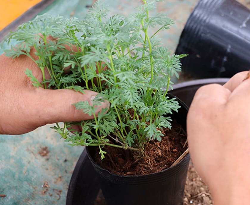 観葉植物