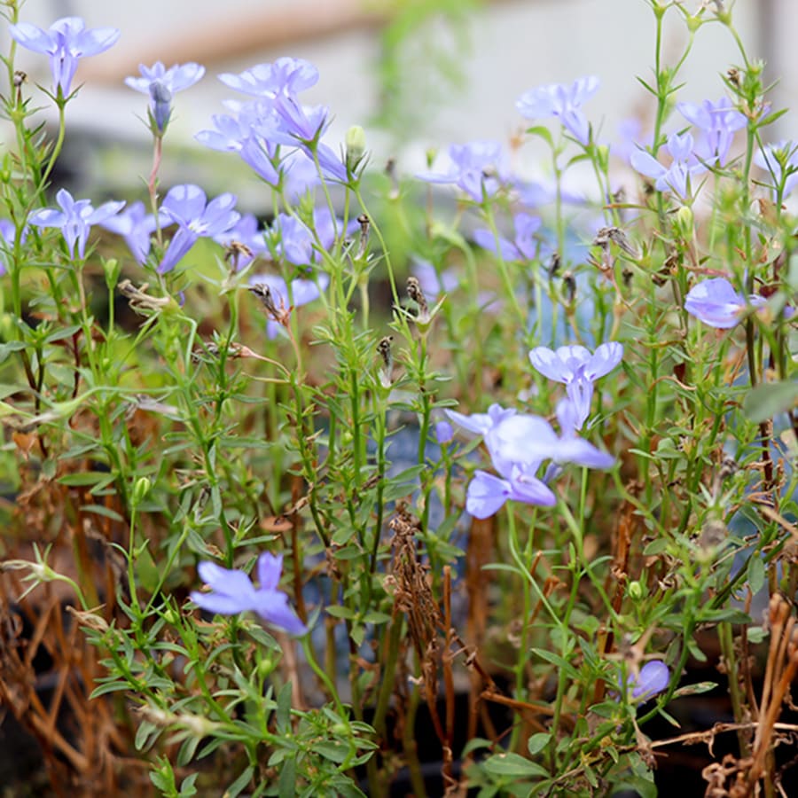 花苗